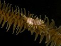   These Shrimp are very neutral colored during day. They appear like your old glow dark toys. However night when hit strobes light if have their own bioluminescence. day toys bio-luminescence. bio-luminescence bio luminescence.  
